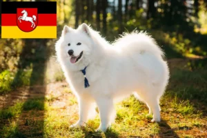 Read more about the article Criadores de Samoieda e cachorros na Baixa Saxónia