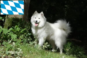 Read more about the article Criadores de Samoieda e cachorros na Baviera