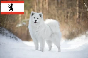 Read more about the article Criadores de Samoieda e cachorros em Berlim