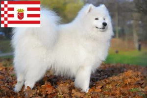Read more about the article Criadores de Samoieda e cachorros em Bremen