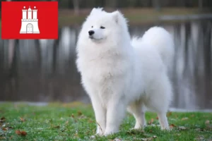 Read more about the article Criadores de Samoieda e cachorros em Hamburgo