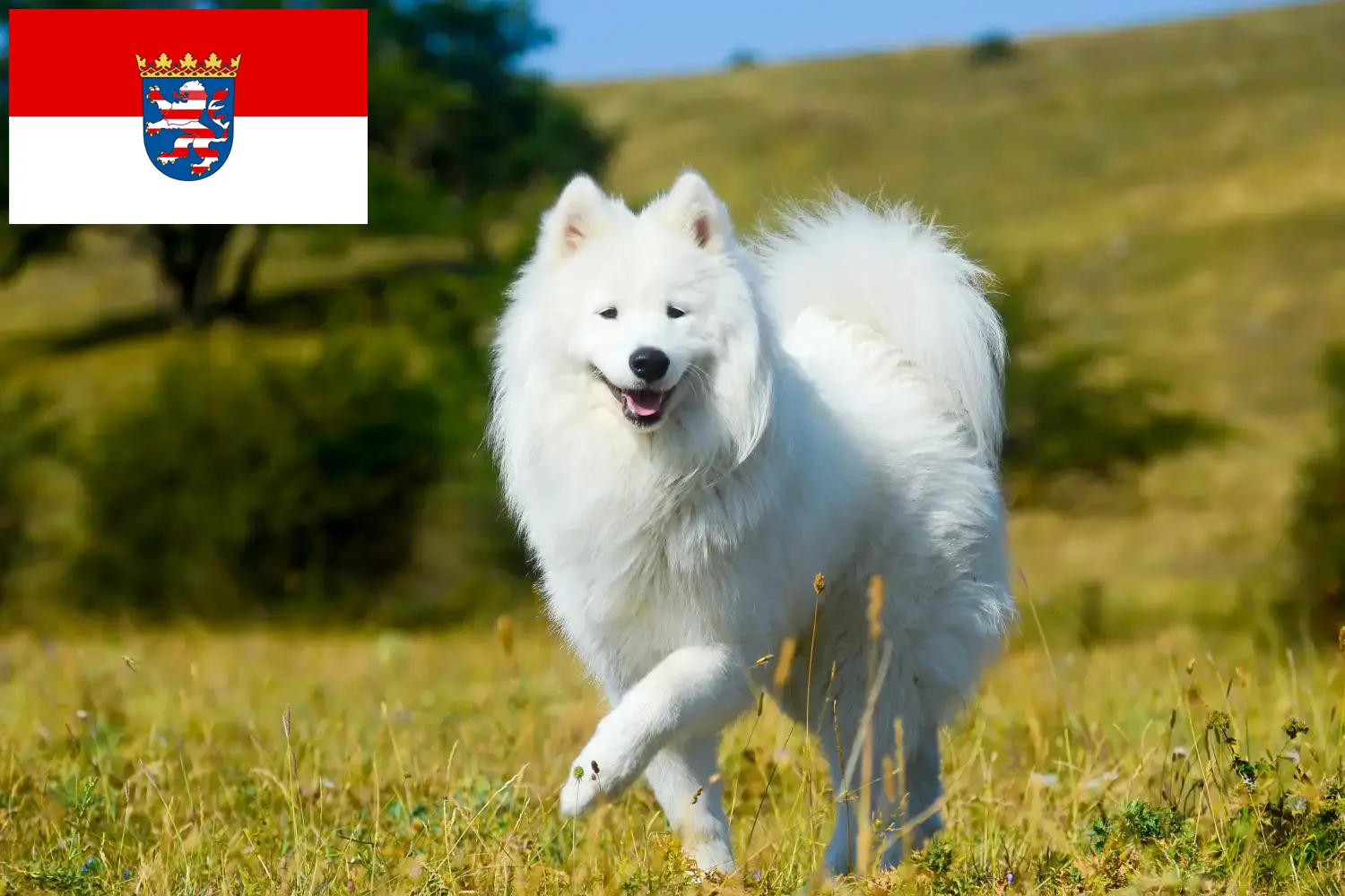 Cachorros Samoieda e criadores Hessen Aqui pode encontrar criadores de Samoieda em Hessen.