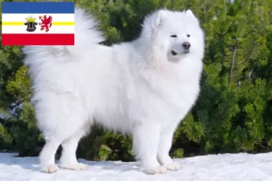 Read more about the article Criadores de Samoieda e cachorros em Mecklenburg-Vorpommern