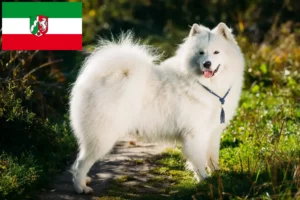 Read more about the article Criadores de Samoieda e cachorros na Renânia do Norte-Vestefália