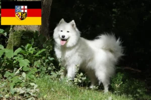 Read more about the article Criadores de Samoieda e cachorros em Saarland