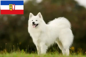 Read more about the article Criadores de Samoieda e cachorros em Schleswig-Holstein