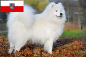 Read more about the article Criadores de Samoieda e cachorros na Turíngia