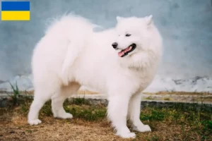Read more about the article Criadores de Samoieda e cachorros na Ucrânia
