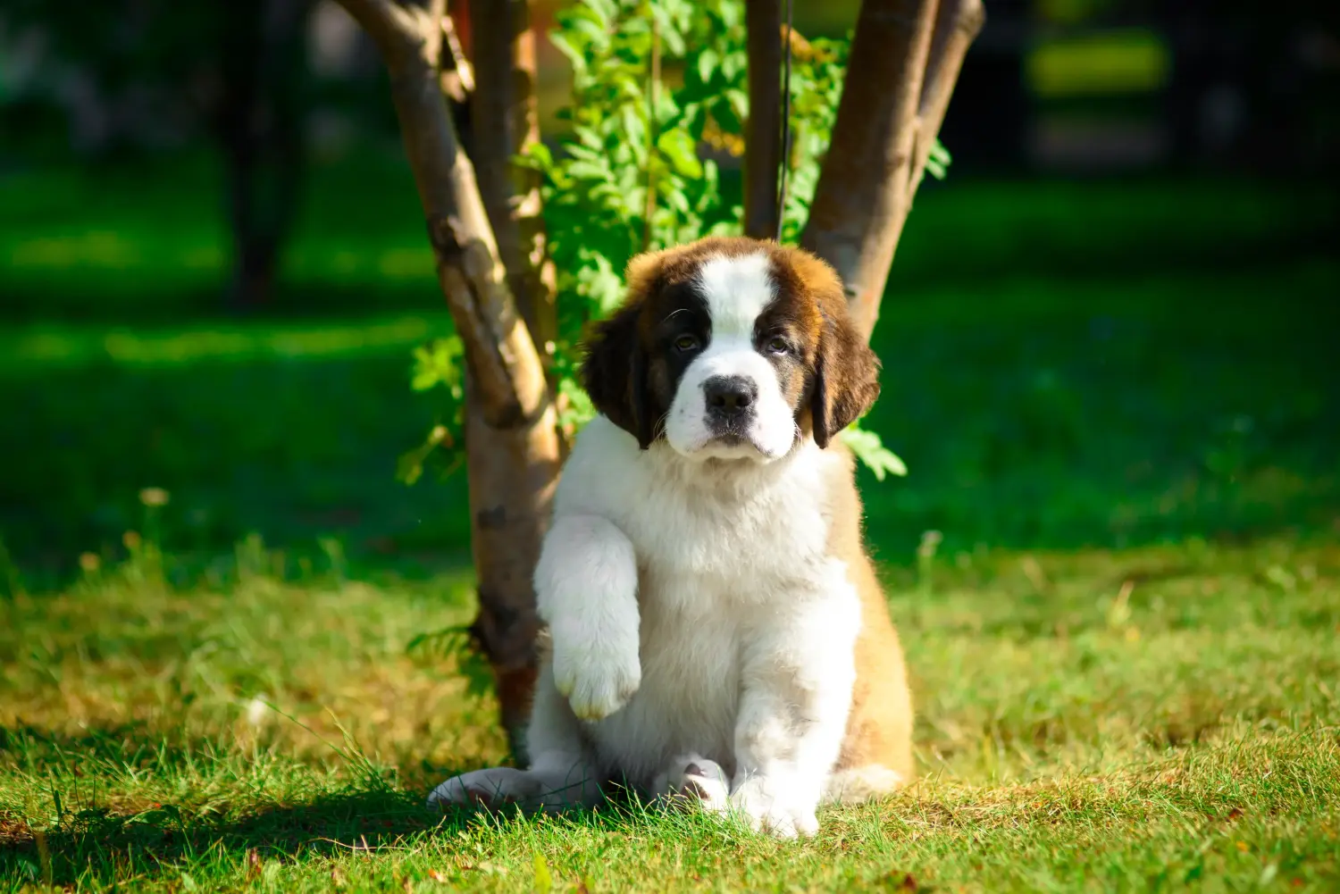 Comprar um cachorro São Bernardo significa assumir a responsabilidade! Comprar cachorros de São Bernardo.