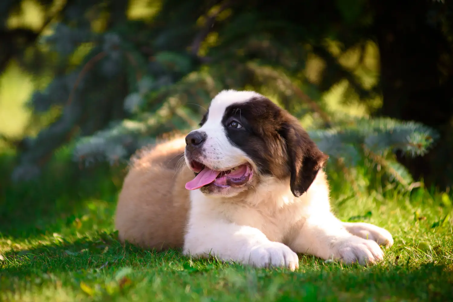 Comprar um cachorro São Bernardo significa assumir a responsabilidade! Comprar cachorros de São Bernardo.