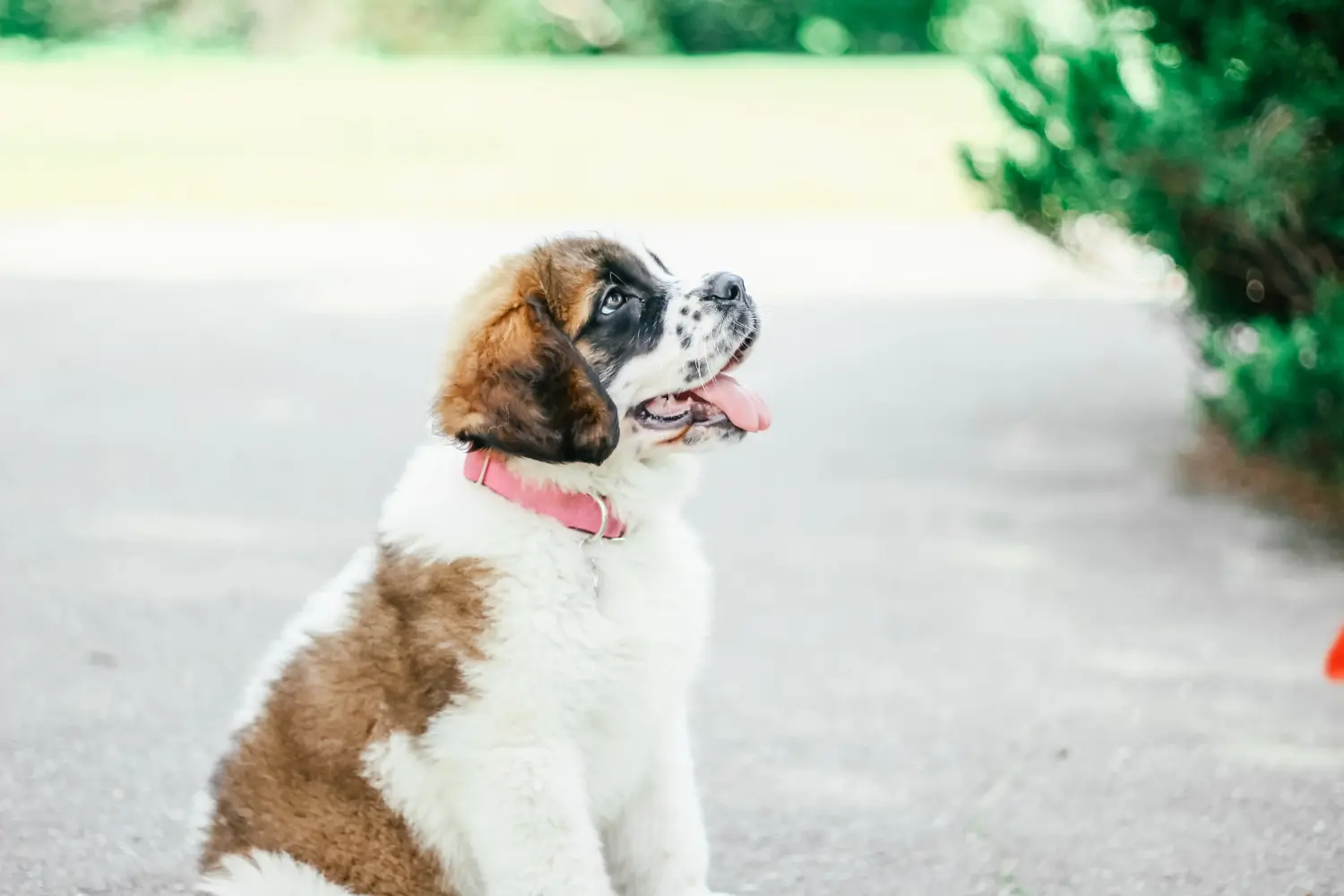 Comprar um cachorro São Bernardo significa assumir a responsabilidade! Comprar cachorros de São Bernardo.