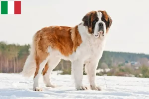 Read more about the article Criadores de São Bernardo e cachorros em Itália