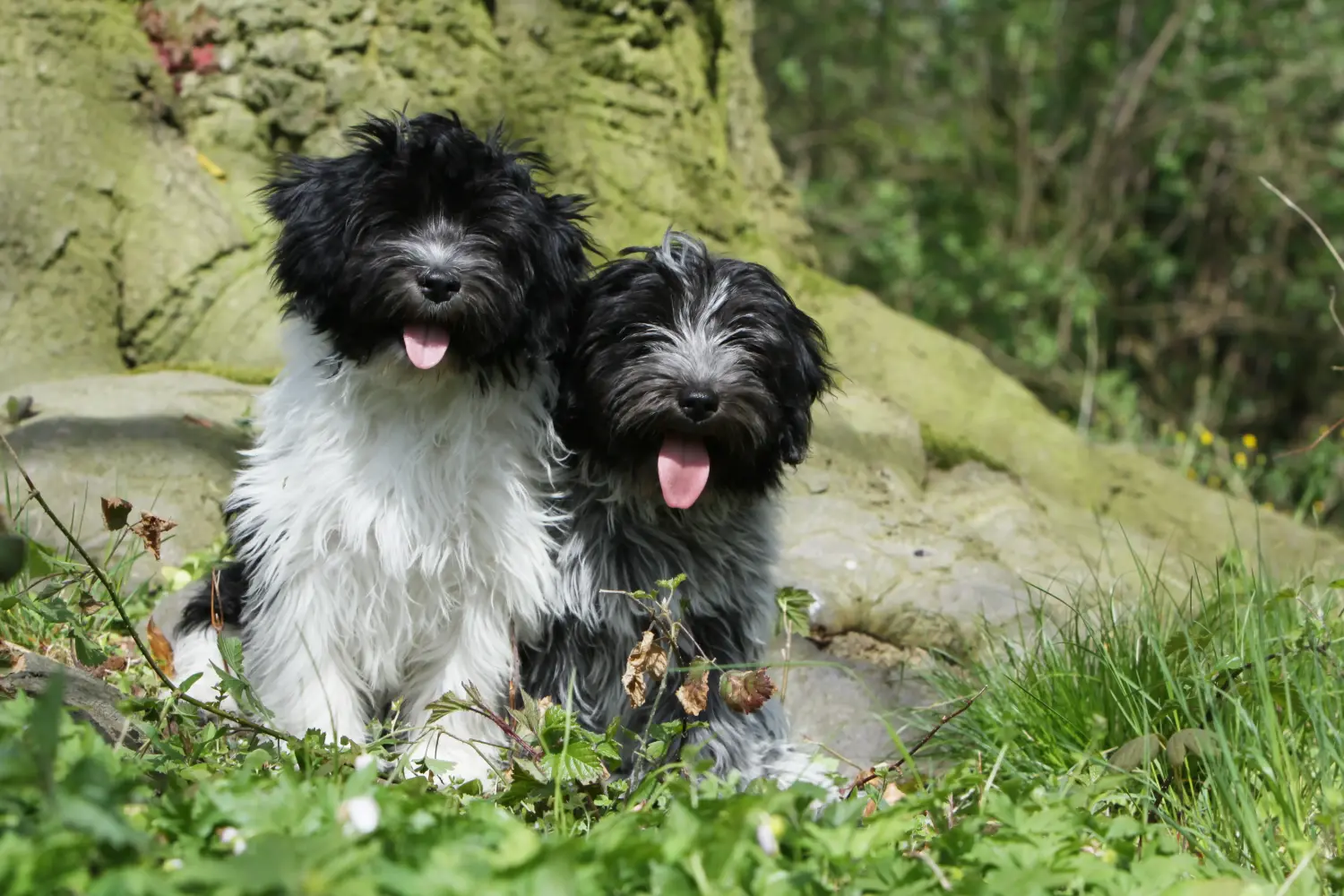 Comprar um cachorro Schapendoes significa assumir a responsabilidade! Comprar cachorros Schapendoes.