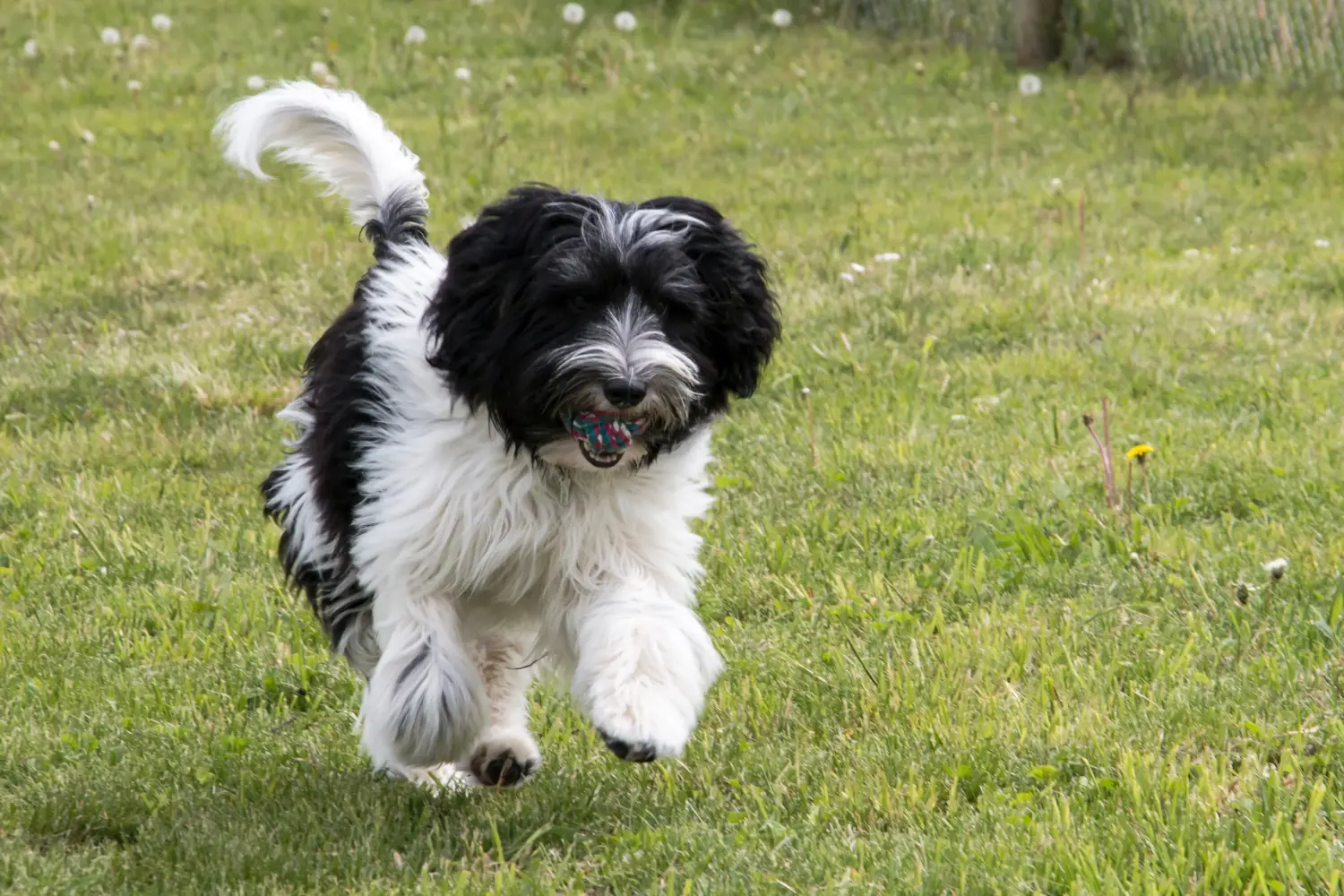 Comprar um cachorro Schapendoes significa assumir a responsabilidade! Comprar cachorros Schapendoes.
