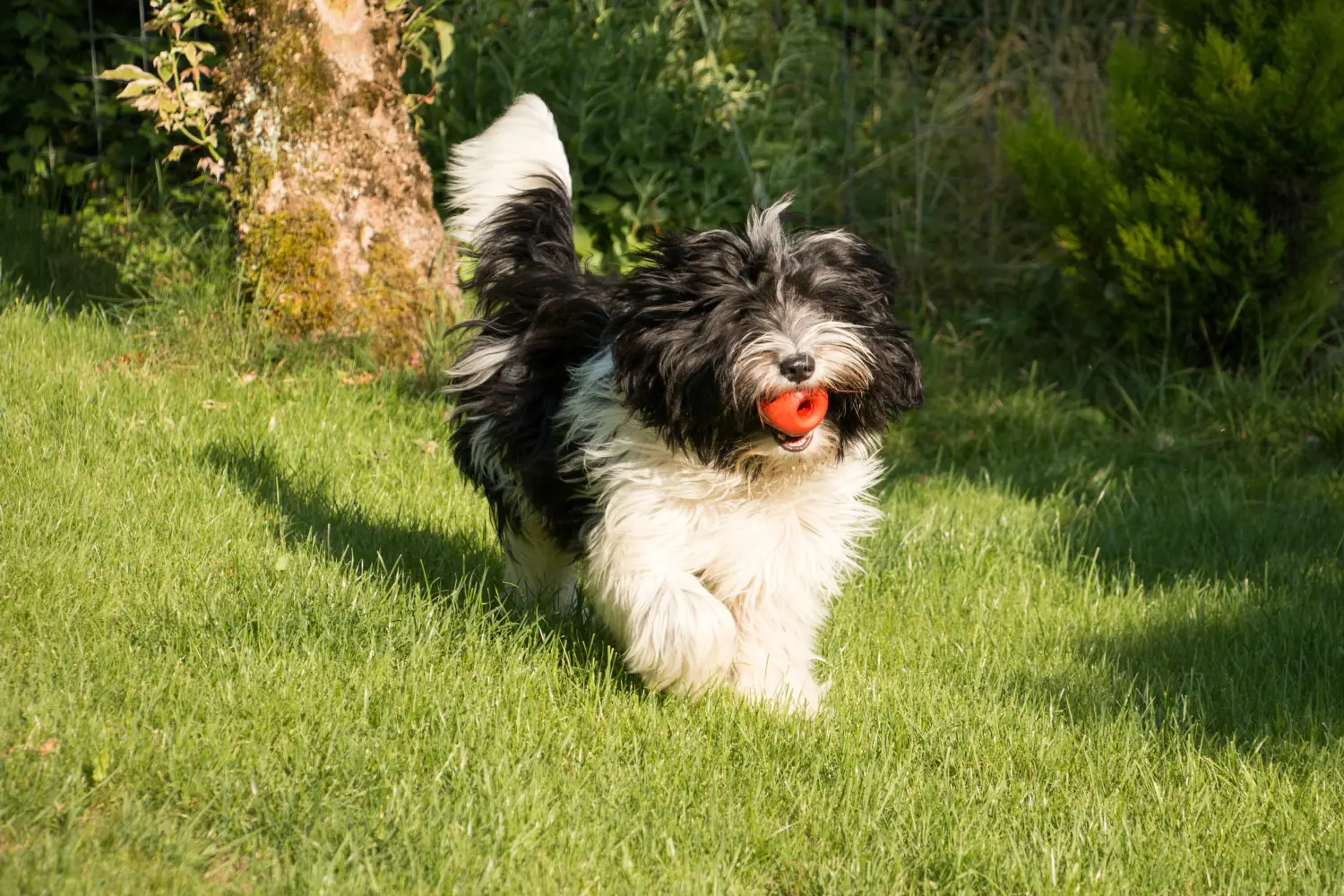 Comprar um cachorro Schapendoes significa assumir a responsabilidade! Comprar cachorros Schapendoes.