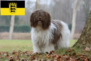 Read more about the article Criadores de Schapendoes e cachorros em Baden-Württemberg