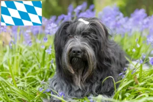 Read more about the article Criadores de Schapendoes e cachorros na Baviera