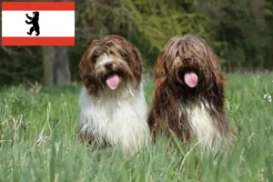 Read more about the article Criadores de Schapendoes e cachorros em Berlim