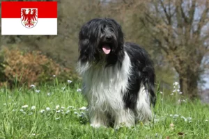 Read more about the article Criadores de Schapendoes e cachorros em Brandenburg