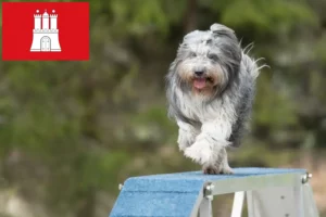 Read more about the article Criadores de Schapendoes e cachorros em Hamburgo