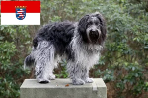 Read more about the article Criadores de Schapendoes e cachorros em Hessen