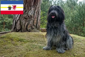 Read more about the article Criadores de Schapendoes e cachorros em Mecklenburg-Vorpommern