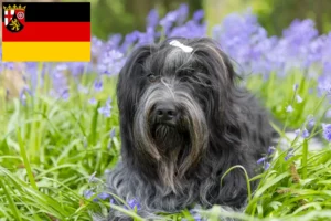 Read more about the article Criadores de Schapendoes e cachorros em Renânia-Palatinado