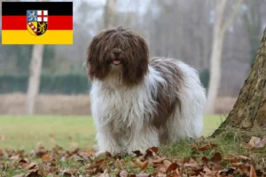 Read more about the article Criadores de Schapendoes e cachorros em Sarre