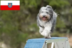 Read more about the article Criadores de Schapendoes e cachorros na Turíngia