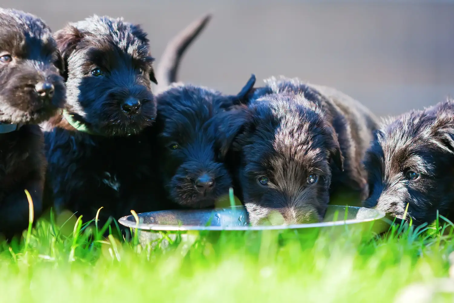 Comprar um cachorro Schnauzer significa assumir responsabilidades! Comprar cachorros Schnauzer.