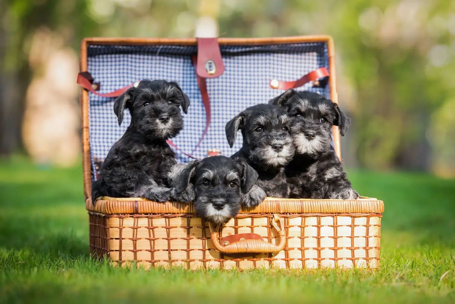 Comprar um cachorro Schnauzer significa assumir responsabilidades! Comprar cachorros Schnauzer.