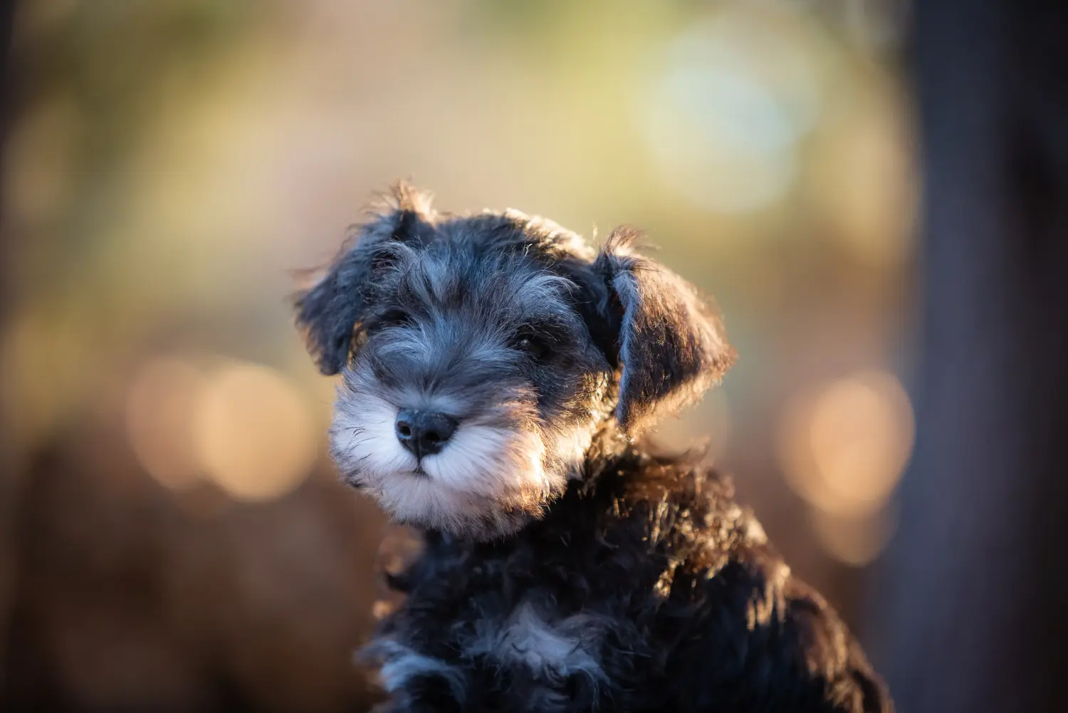 Comprar um cachorro Schnauzer significa assumir responsabilidades! Comprar cachorros Schnauzer.