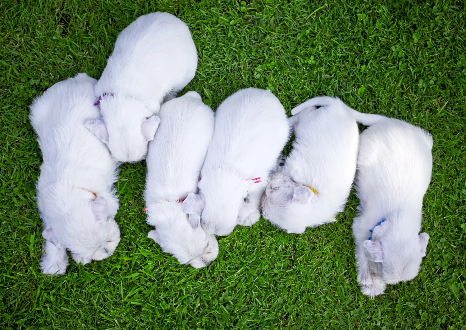 Comprar um cachorro Schnauzer significa assumir responsabilidades! Comprar cachorros Schnauzer.