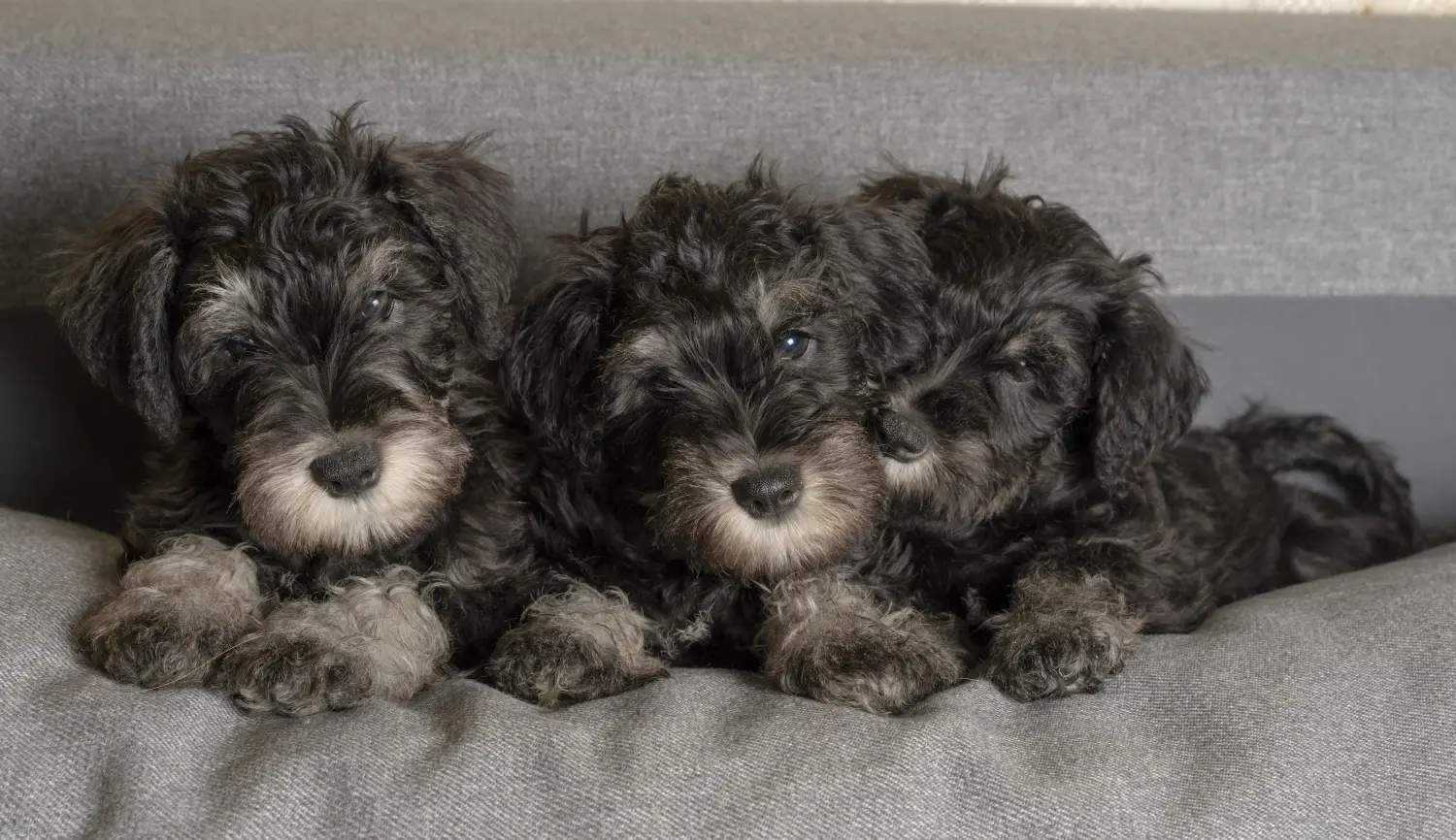 Comprar um cachorro Schnauzer significa assumir responsabilidades! Comprar cachorros Schnauzer.
