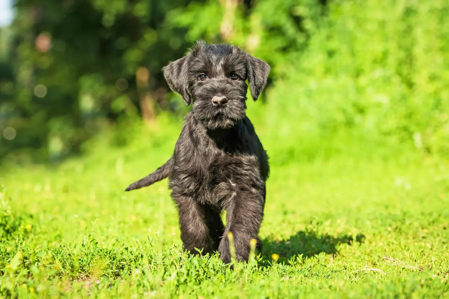 Comprar um cachorro Schnauzer significa assumir responsabilidades! Comprar cachorros Schnauzer.