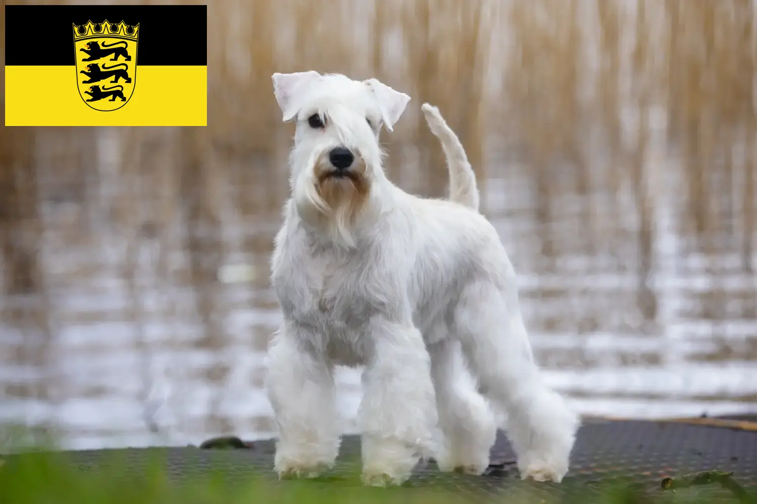 Schnauzer cachorros e criadores Baden-Württemberg Aqui pode encontrar criadores de Schnauzer em Baden-Württemberg.