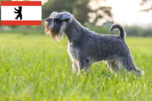 Read more about the article Criadores de Schnauzer e cachorros em Berlim