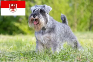 Read more about the article Criadores de Schnauzer e cachorros em Brandenburg