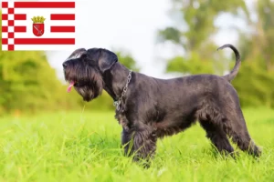 Read more about the article Criadores de Schnauzer e cachorros em Bremen