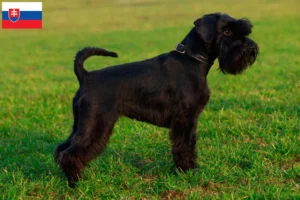 Read more about the article Criadores de Schnauzer e cachorros na Eslováquia