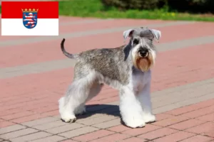 Read more about the article Criadores de Schnauzer e cachorros em Hessen