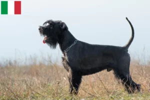Read more about the article Criadores de Schnauzer e cachorros em Itália