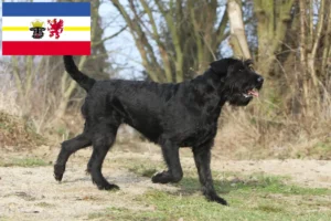 Read more about the article Criadores de Schnauzer e cachorros em Mecklenburg-Vorpommern