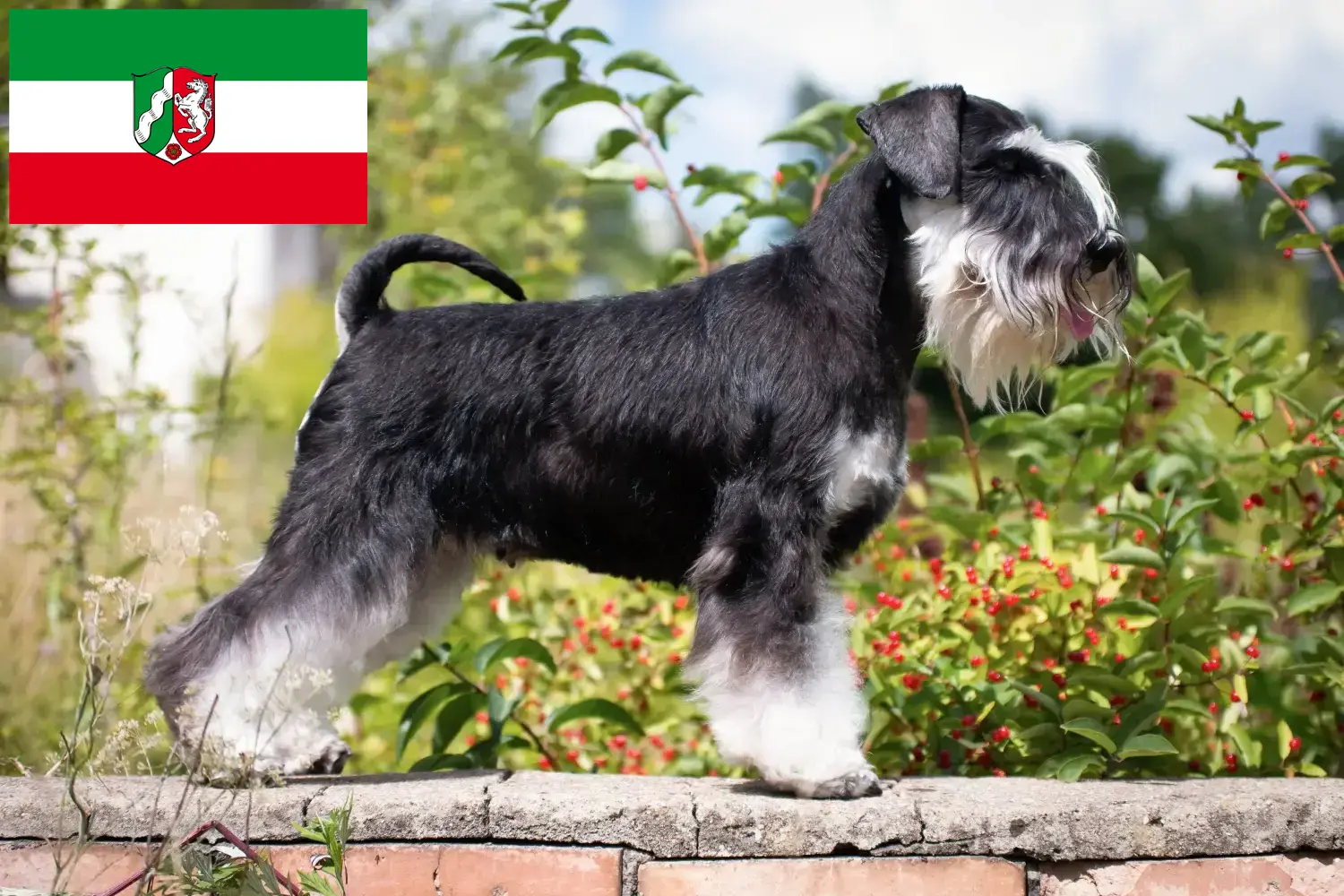 Read more about the article Criadores de Schnauzer e cachorros na Renânia do Norte-Vestefália