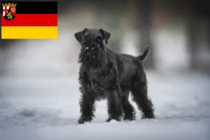 Read more about the article Criadores de Schnauzer e cachorros em Renânia-Palatinado