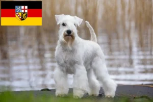 Read more about the article Criadores de Schnauzer e cachorros em Saarland