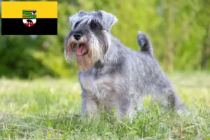 Read more about the article Criadores de Schnauzer e cachorros em Saxónia-Anhalt
