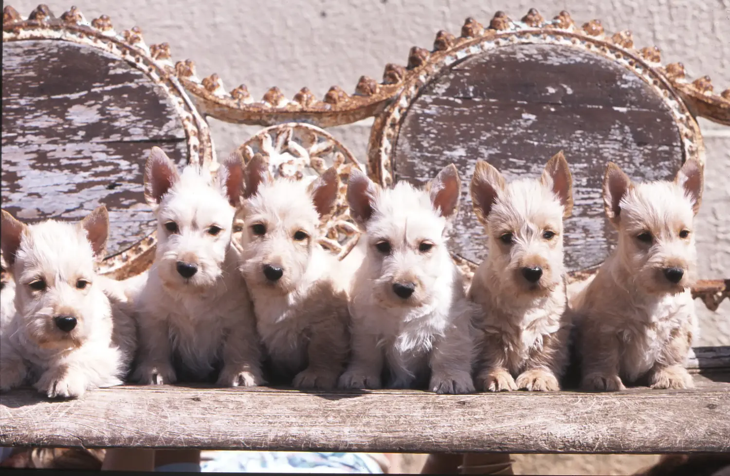 Comprar um cachorro Scottish Terrier significa assumir responsabilidades! Comprar cachorros Scottish Terrier.