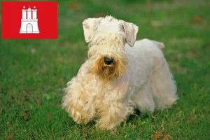 Read more about the article Criadores de Sealyham Terrier e cachorros em Hamburgo