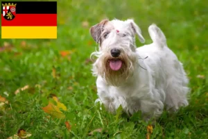 Read more about the article Criadores de Sealyham Terrier e cachorros em Renânia-Palatinado
